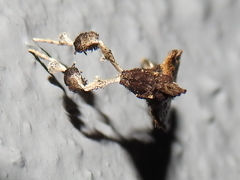 Galasa nigripunctalis