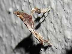 Galasa nigripunctalis