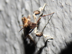 Galasa nigripunctalis