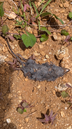 Suncus murinus observed 2026-04-11