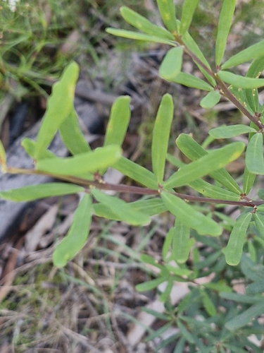 Golden Glory Pea (Gompholobium latifolium)