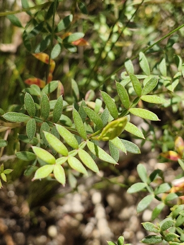 pale pink boronia (Boronia floribunda)