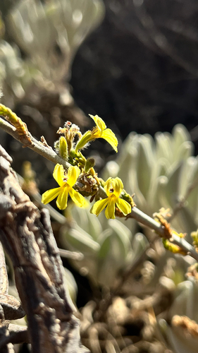 Goodenia reinwardtii observed 2026-04-11