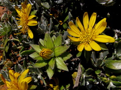 Berkheya cuneata