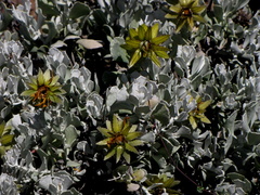 Berkheya cuneata