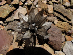 Berkheya cuneata