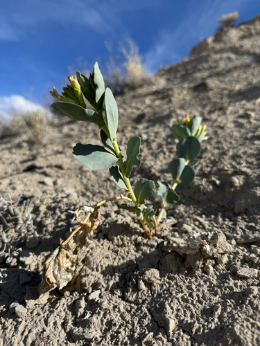 Milkweed Milkvetch (Astragalus asclepiadoides)