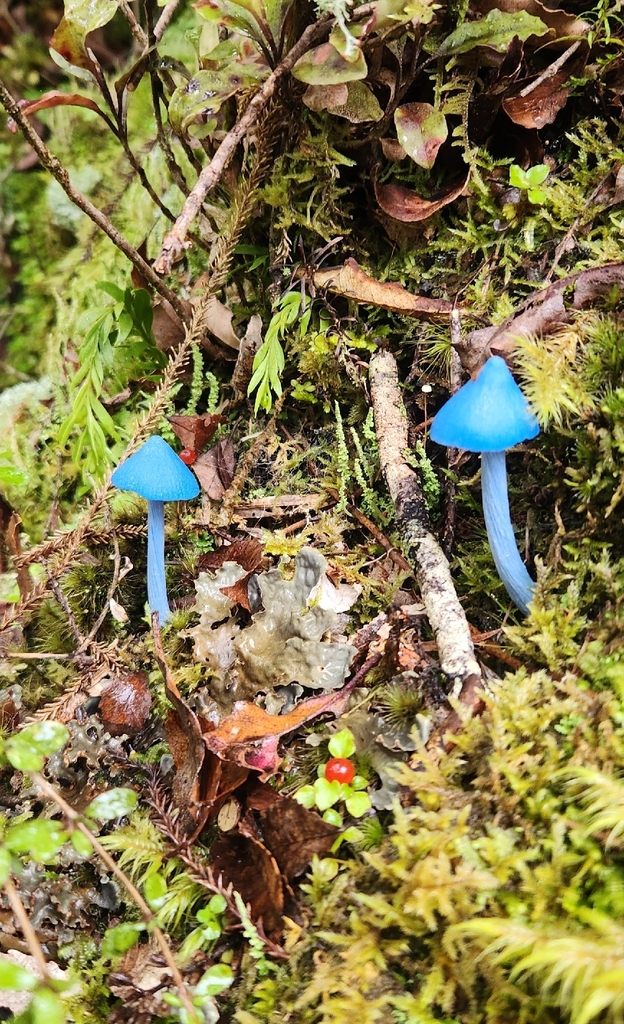 Entoloma hochstetteri · April 2026 · photo: © alamettyr (iNaturalist, cc-by)