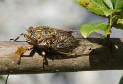 Amphipsalta cingulata