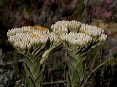 Syncarpha milleflora