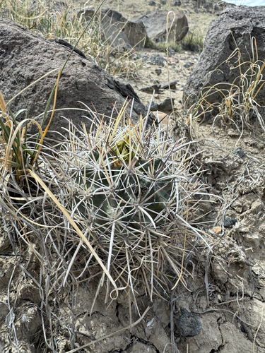 Sclerocactus wrightiae