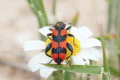 Trichodes affinis