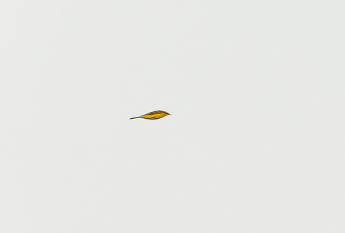 Bergeronnette orientale