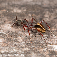 Dolichoderus extensispinus