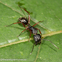 Camponotus hartogi