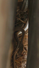 Psammophis schokari