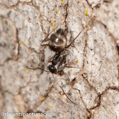 Leptomyrmex burwelli