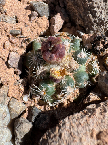 San Rafael cactus (Pediocactus despainii)