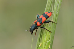 Trichodes affinis