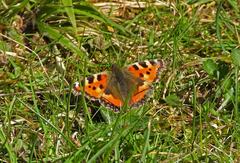 Aglais urticae
