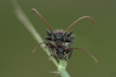 Cartallum ebulinum