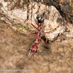 Myrmecia comata