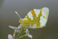 Zegris eupheme