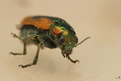 Smaragdina scutellaris