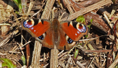 Aglais io