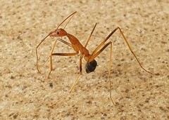 Leptomyrmex rufipes