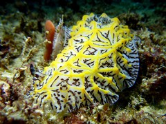 Halgerda willeyi