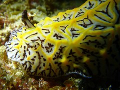 Halgerda willeyi