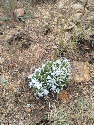 Tufted phlox (Phlox caespitosa)