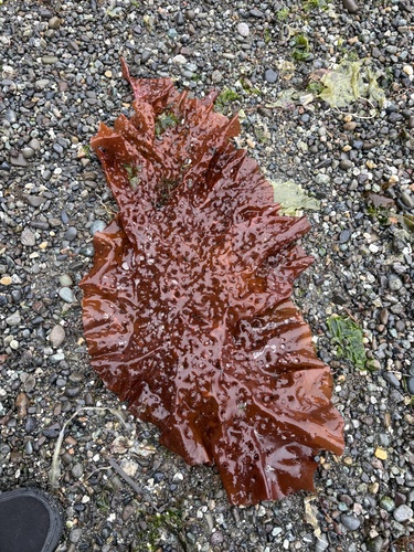 red eyelet silk (Sparlingia pertusa)