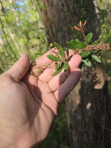 Pieris phillyreifolia, photograph 1