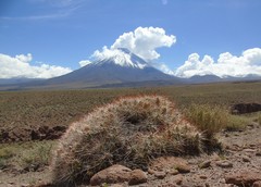 Maihueniopsis camachoi