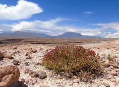 Cistanthe celosioides