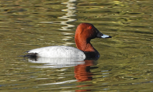 Porrón europeo (Aythya ferina)
