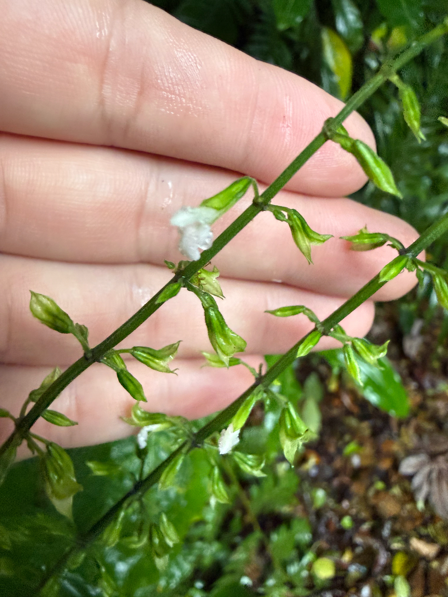 Basil