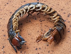 Cormocephalus westwoodi