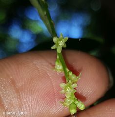 Dioscorea maciba image