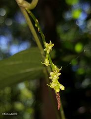 Dioscorea maciba image