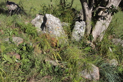 Cyperus leptocladus image