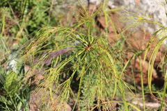 Cyperus leptocladus image