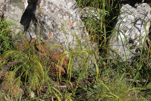 Cyperus leptocladus image