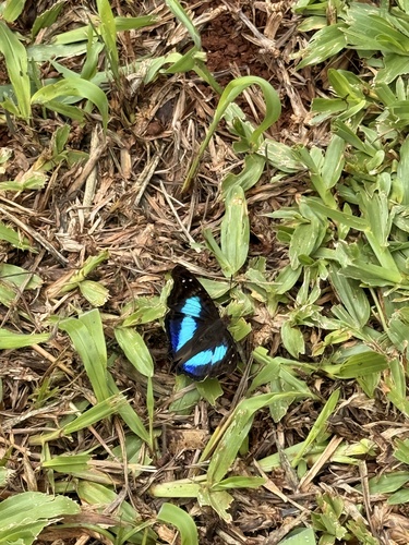 Turquoise Emperor
