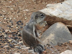 Ammospermophilus interpres