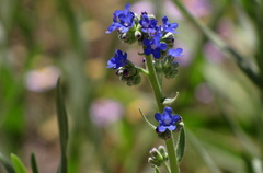 Anchusa capensis