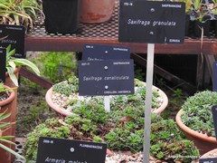 Saxifraga canaliculata