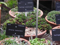 Saxifraga canaliculata